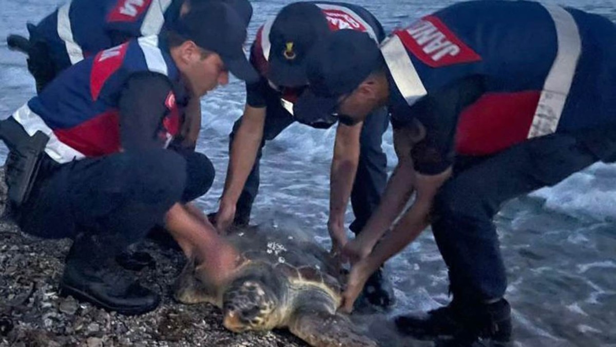 Milas’ta Yaralı Deniz Kaplumbağası Tedaviye Alındı