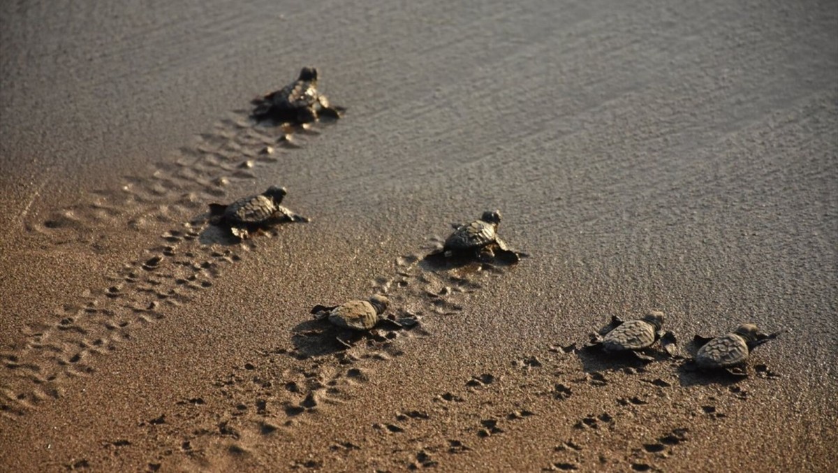 Fethiye’de 2 Bin Yavru Deniz Kaplumbağası Denizle Buluştu 