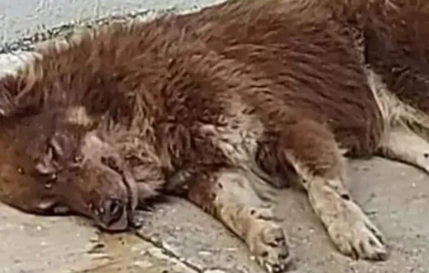 Bodrum ilçesinde zehirlendiği belirtilen 3 köpek öldü, 1’i ise tedaviye alındı.