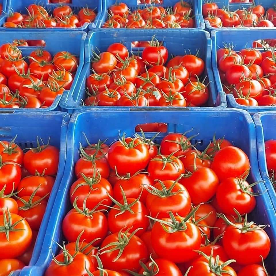 Fethiye'den yeni sezon domates ihracatı hızlı başladı