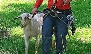 Fethiye'de dağda mahsur kalan keçi AKUT ekipleri tarafından kurtarıldı.
