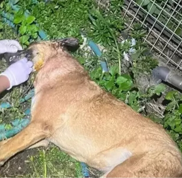 Bodrum'da 4 Köpek 3 Kedi Zehirlenerek Öldürüldü 