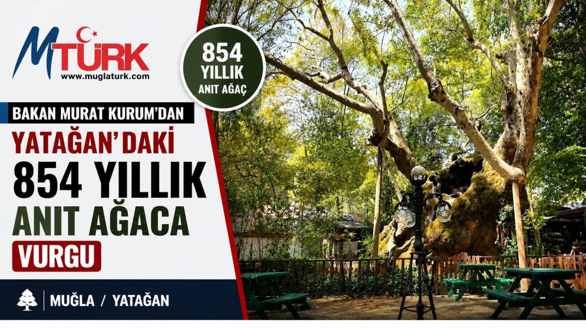 854 Yıllık Çınar Zamanın Tanığı Olmaya Devam Ediyor