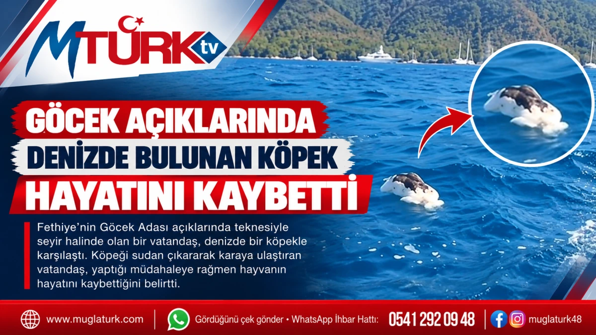 Göcek Açıklarında Denizde Bulunan Köpek Öldü