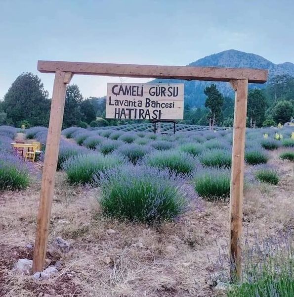 Çameli Lavanta Bahçesi misafirlerini bekliyor
