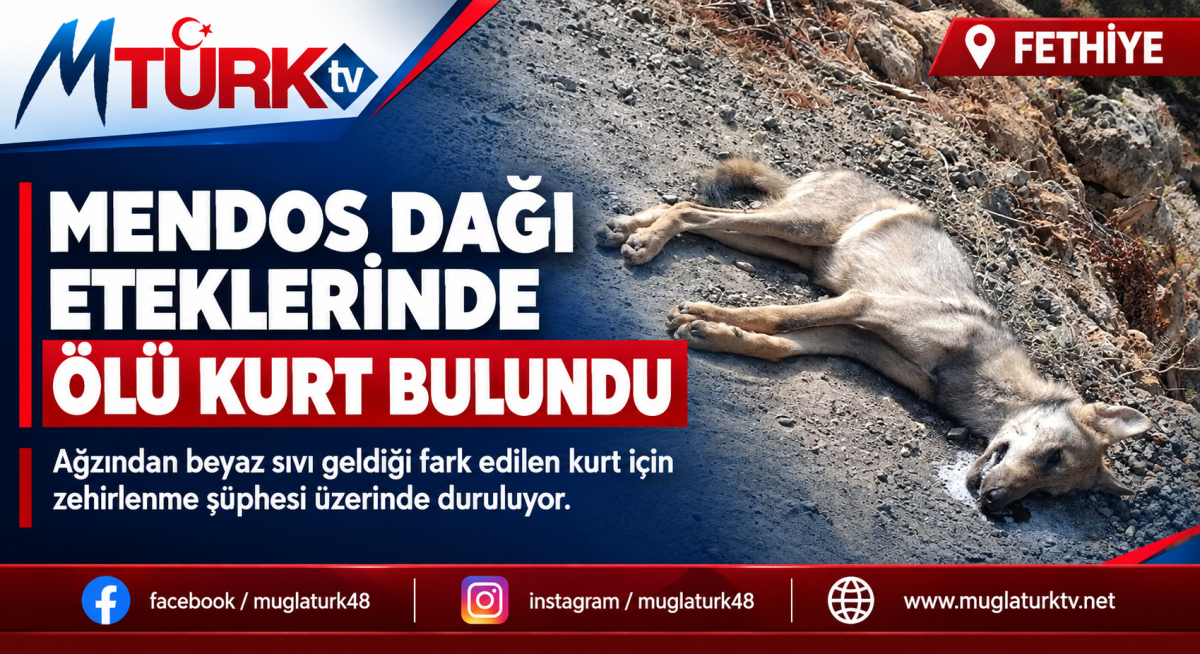 Muğla'nın Fethiye İlçesinde Şüpheli Olay: Mendos Dağı'nda Ölü Kurt Bulundu