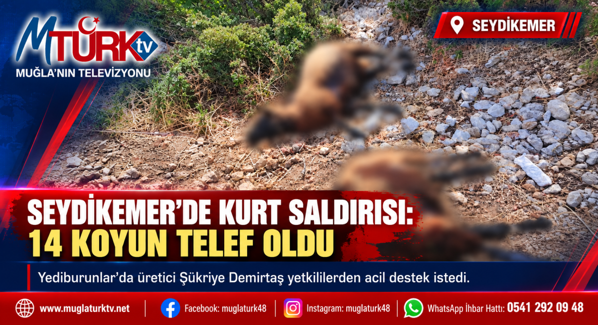Seydikemer'de Kurt Saldırısı: 14 Koyun Telef Oldu